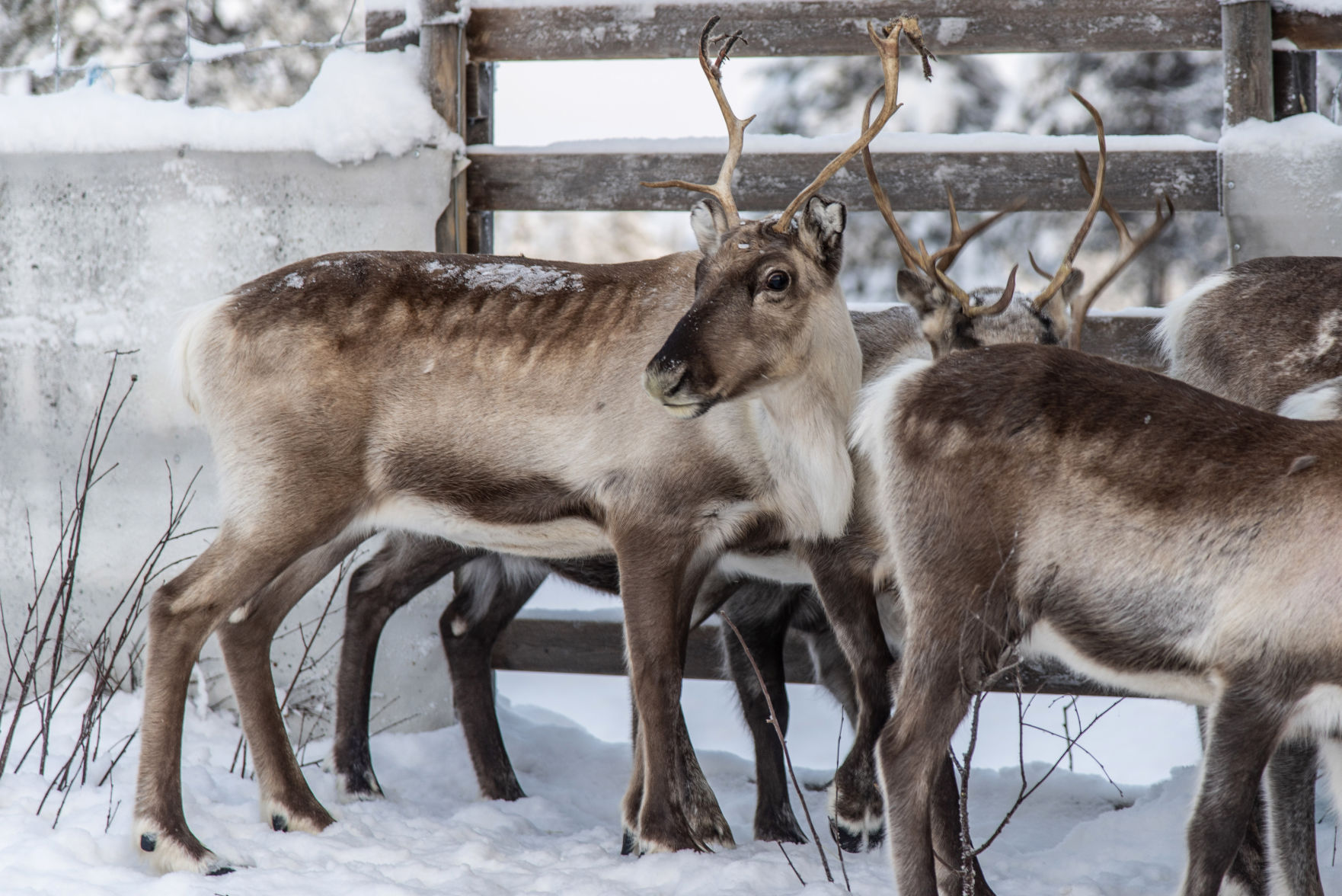 Arctic reindeer